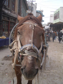 Cart Horse in china.jpg